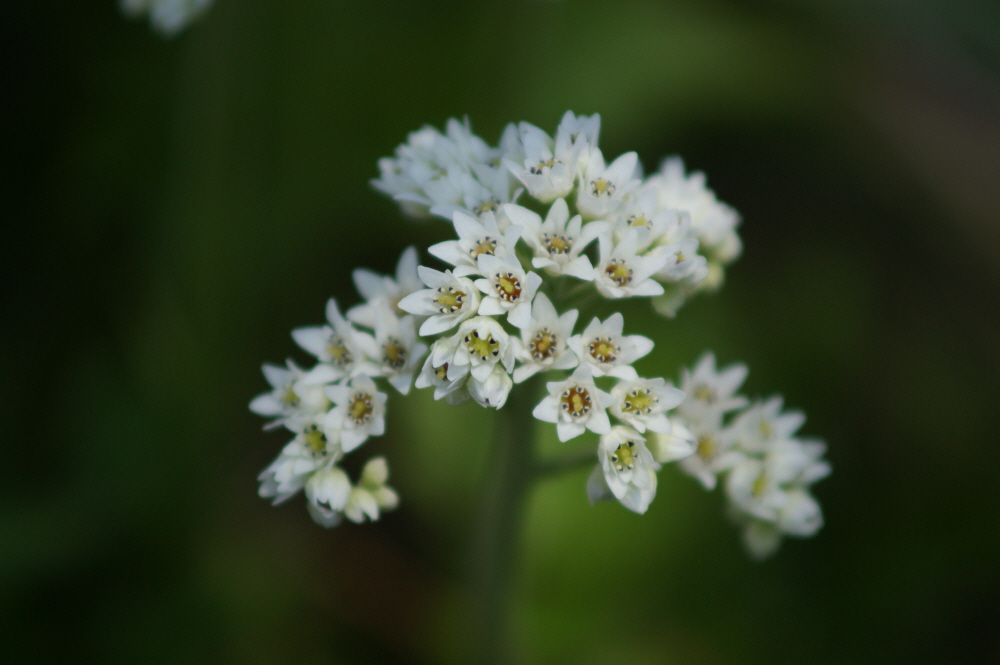 이웃의 아픔을 기뻐하지 말라(사 14:29)
