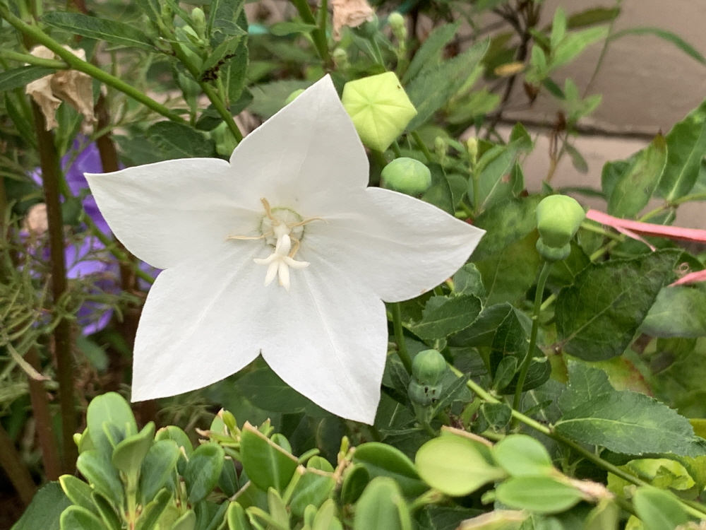 이제 찾아온 평화(사 14:7)