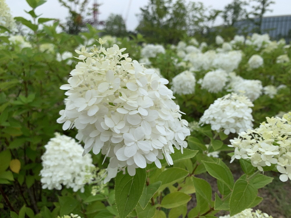 무겁게 멘 멍에(사 9:4)