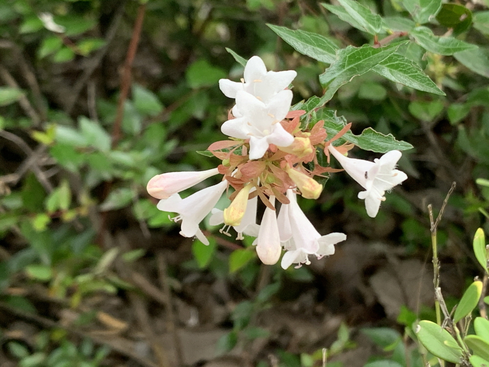 보고 들을지니라(사 18:3)