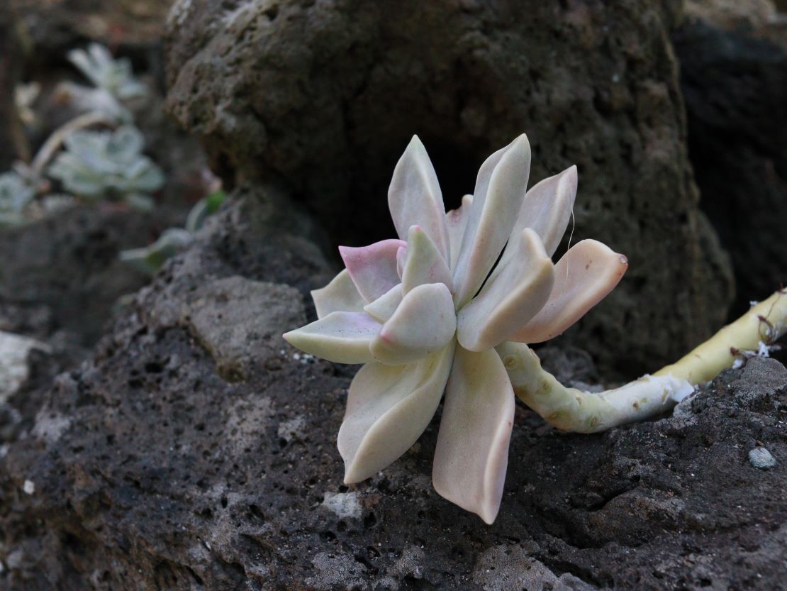 두려워하지 말라 놀라지 말라(사 41:10)