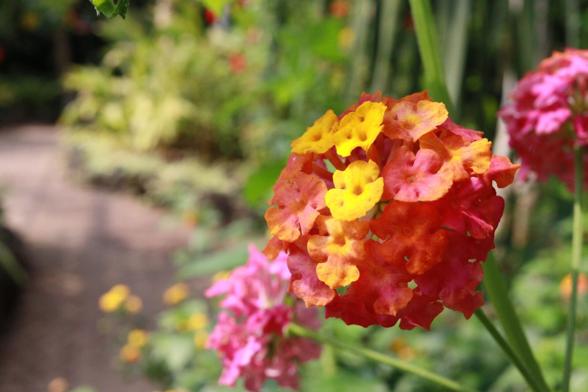 오직 여호와를 앙망하는 자(사 40:31)