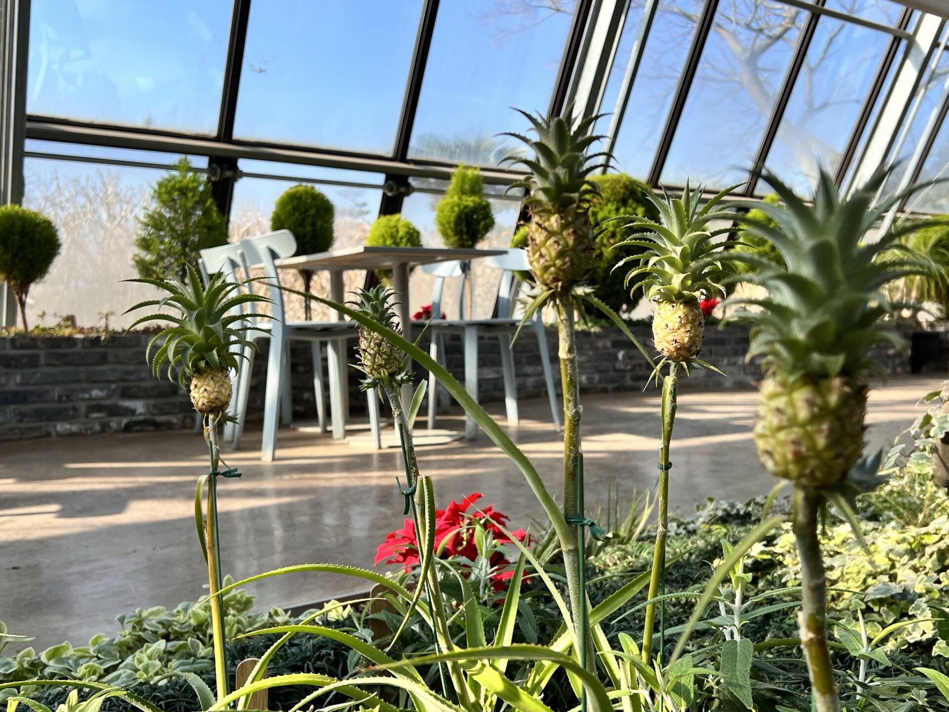 속이는 활같이(시 78:57)