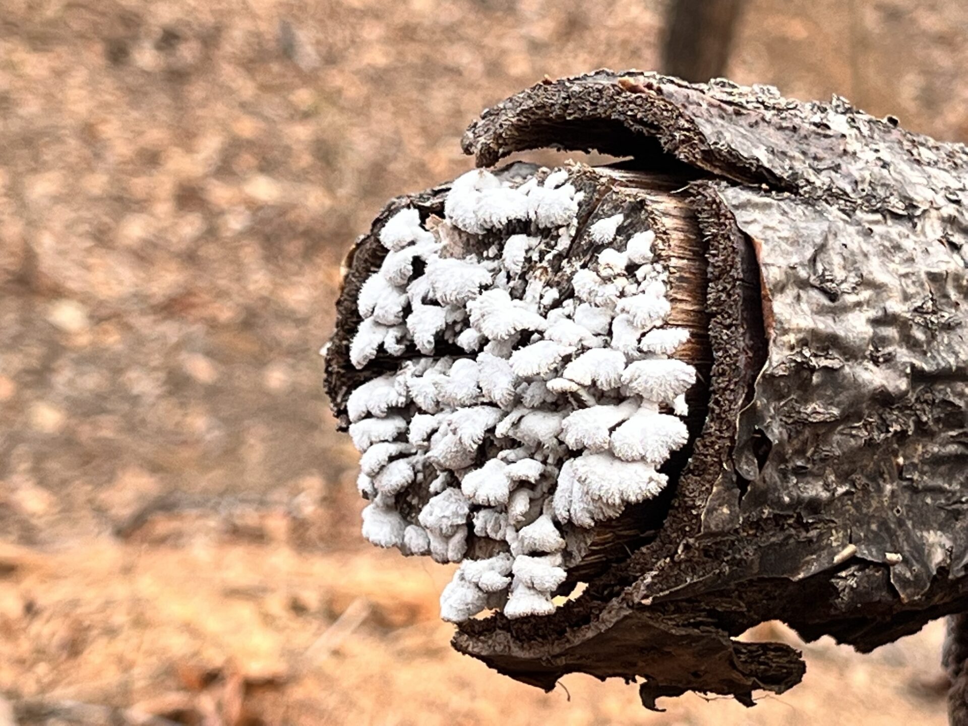 화 있을진저(나 3:1)