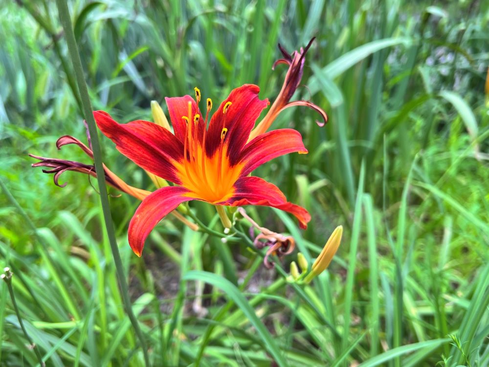 본향 찾는 자(히 11:14)