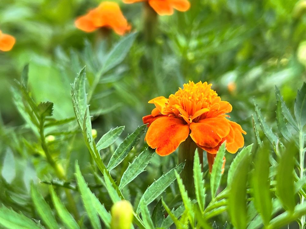 거룩하게 하는 여호와(레 22:9)