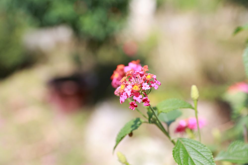 택하심을 아노라 (살전 1:4-5)