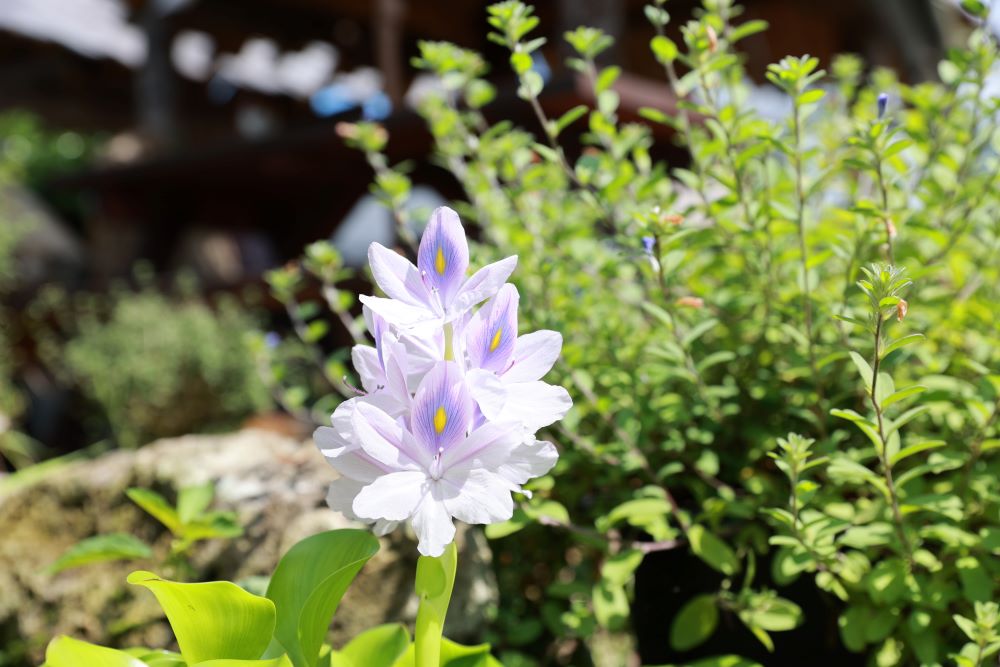 환난과 공의로운 심판 (살후 1:5)