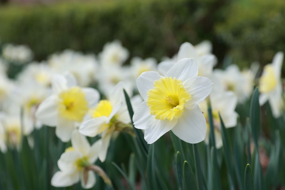 나팔을 불어 기념할 날(레 23:24)