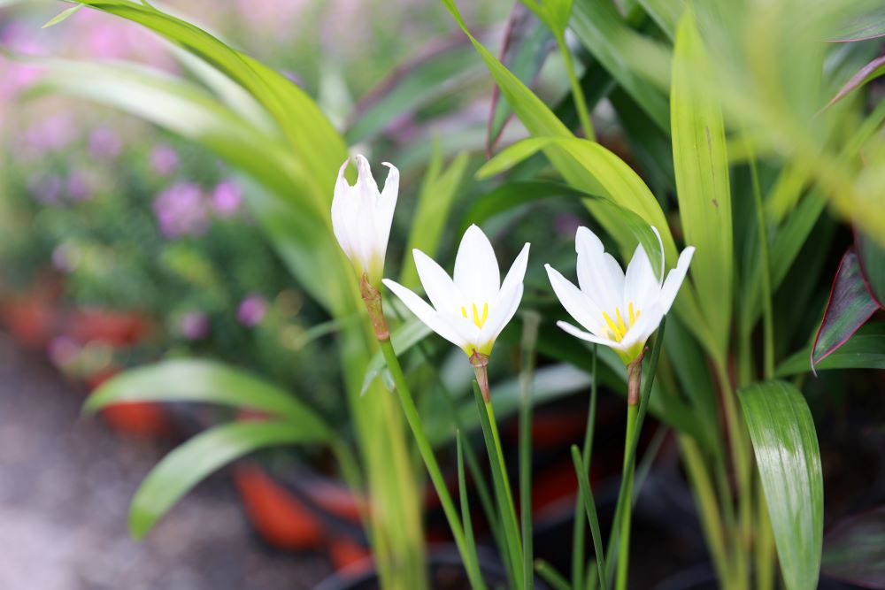 계획을 따라(엡 1:11)