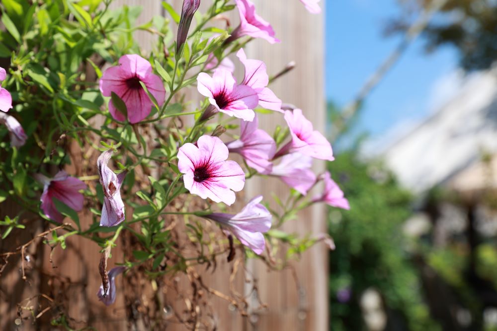 거룩하고 흠없게(엡 1:4)