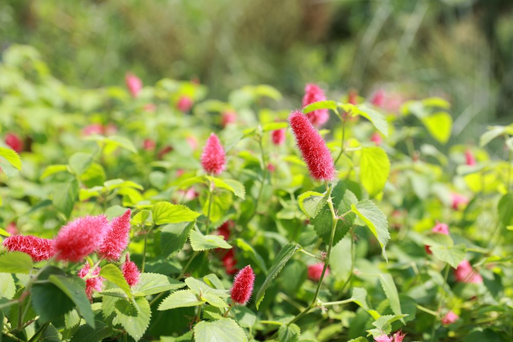 조용히 말하려는 듯이 (삼하 3:27)