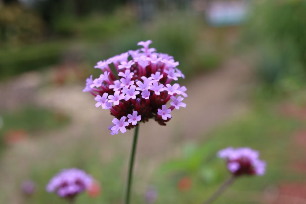 아내를 사랑하라(엡 5:28)