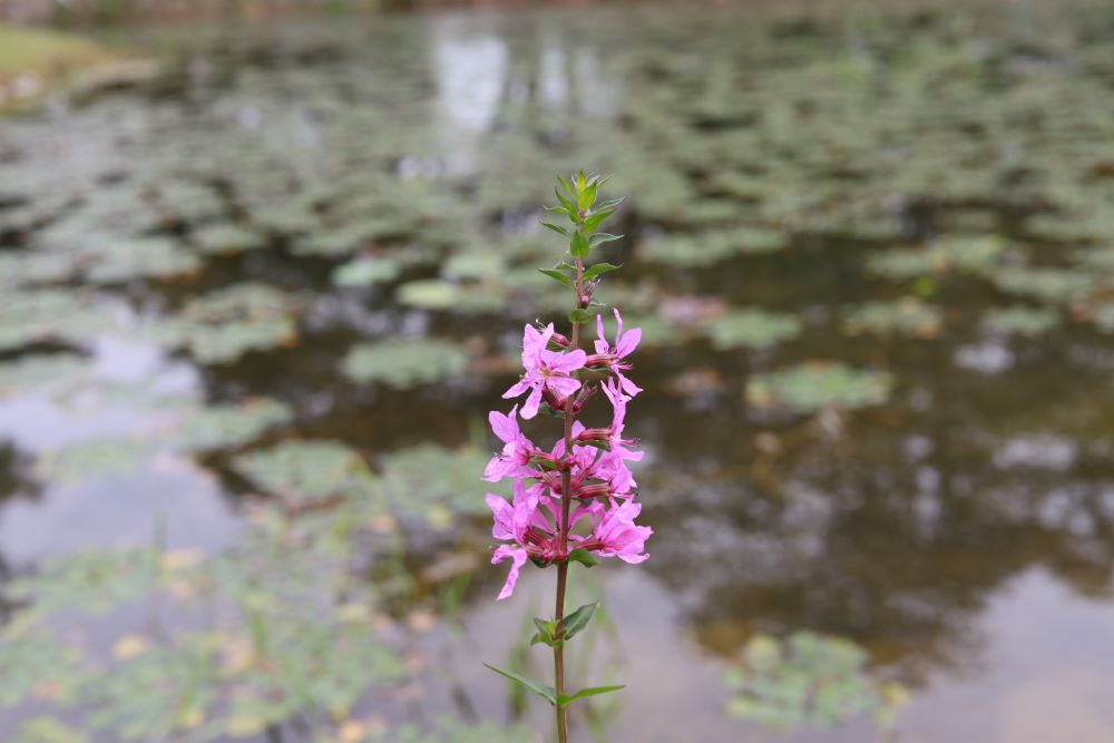이스라엘의 목자(삼하 5:2)