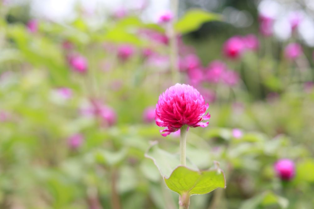 칼은 피를 부른다(삼하 2:16)