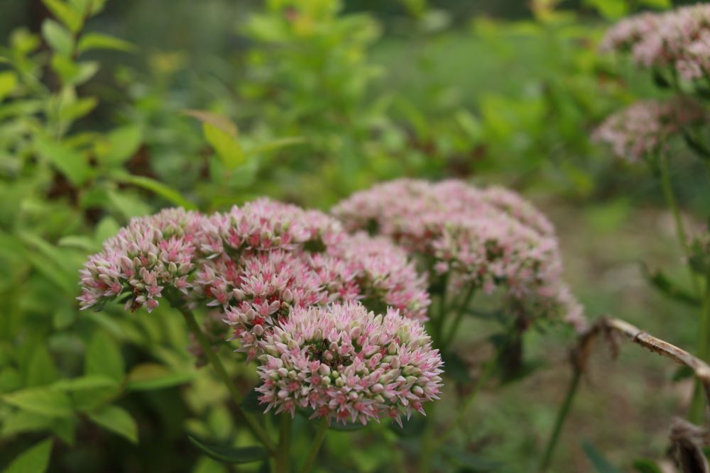 점점 더 강하여 가고(삼하 3:1)