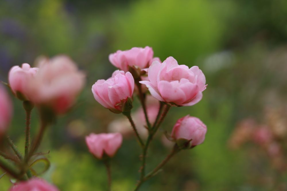 새 수레와 법궤 (삼하 6:3)
