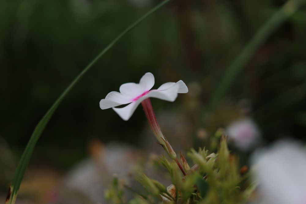 힘을 다해 춤을 추는데(삼하 6:14)
