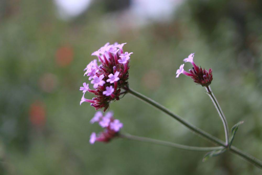 여호와께 복을 받을지어다(삼하 2:5)