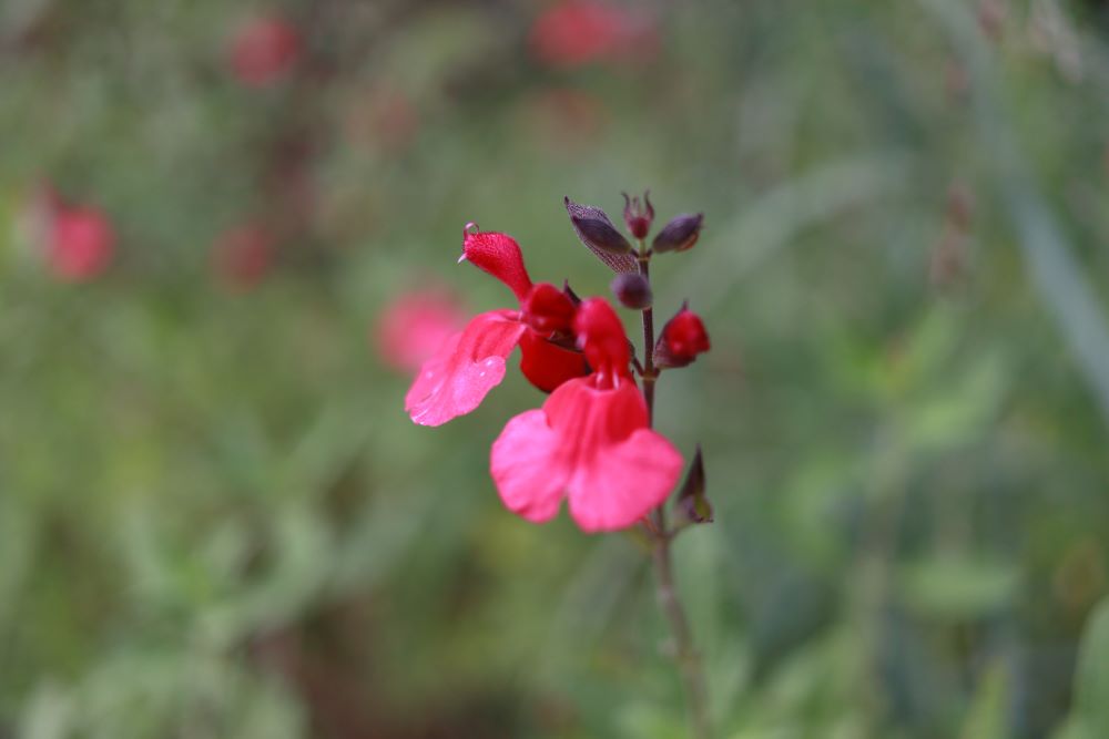 내가 일어나 가서(삼하3:21)