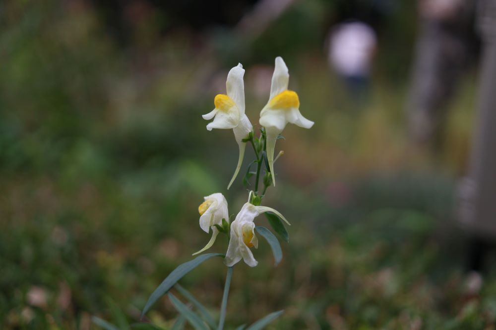 여호와가 너를 위하여(삼하 7:11)