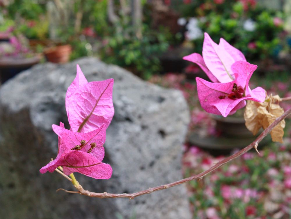 ‘혹시’의 은혜 (삼하 12:22)