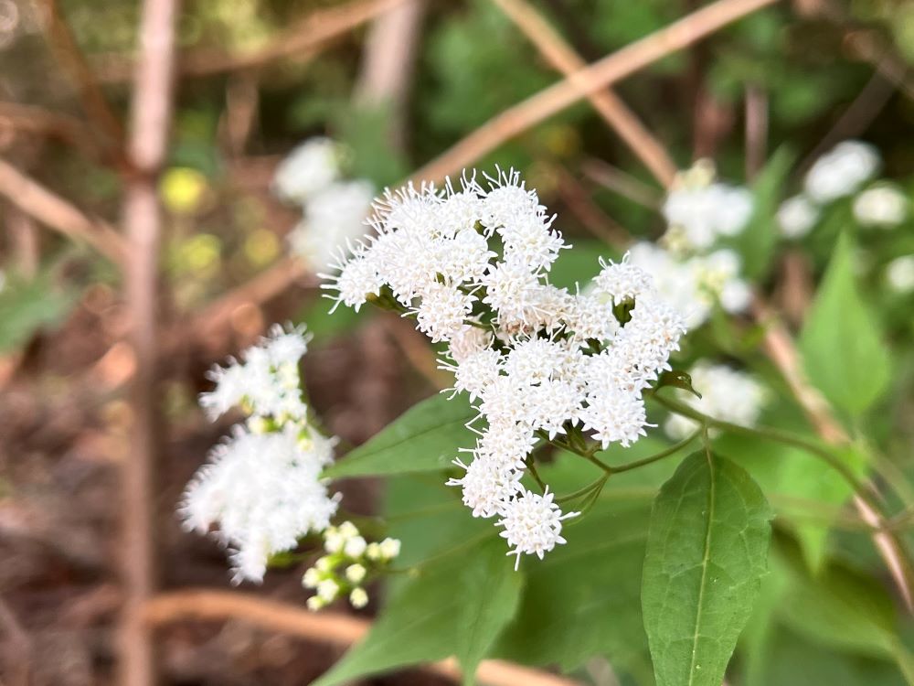 발을 씻으라(삼하 11:8)