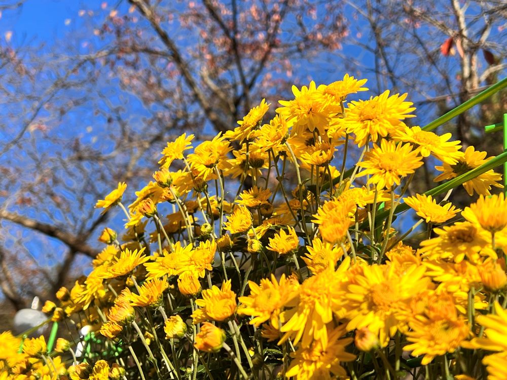돋는 해의 아침 빛(삼하 23:4)