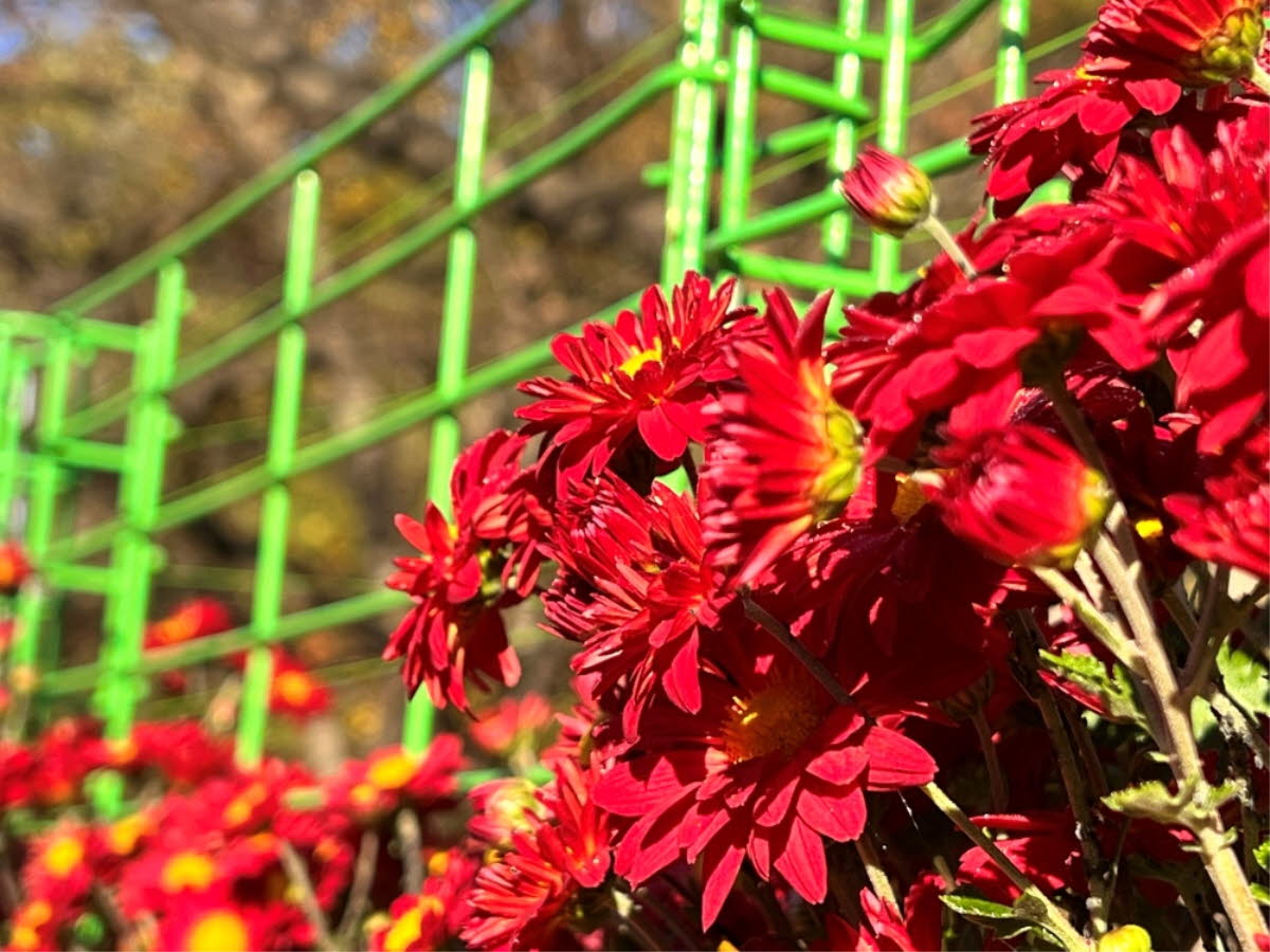 값 없이는(삼하 24:24)