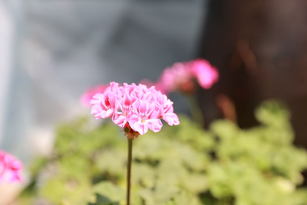 좋은 친구(막 2:3)