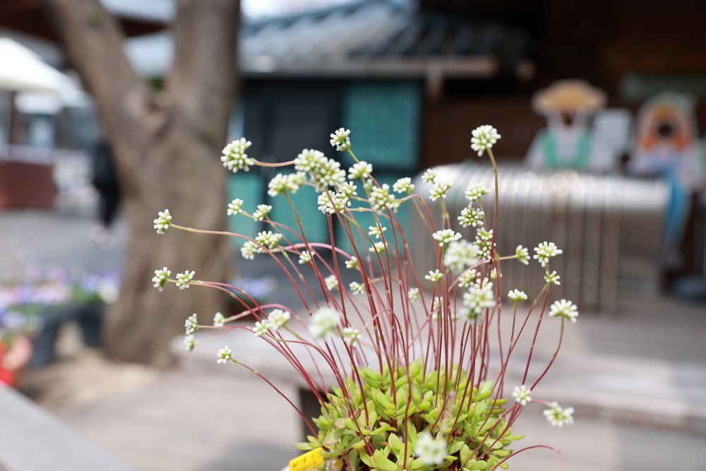 도로 메어 가라(삼하 15:25)