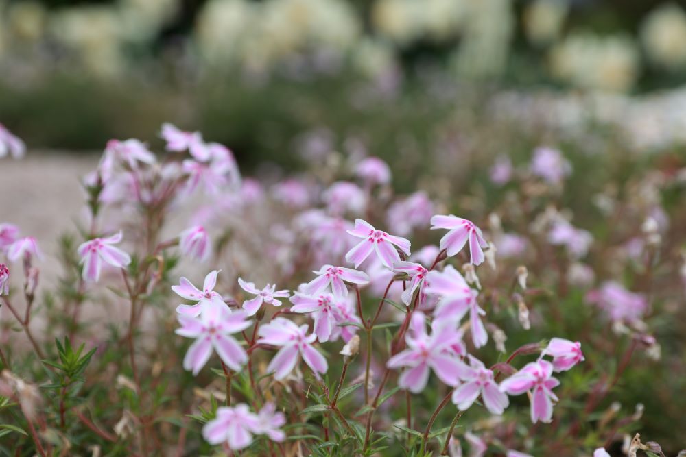 종도 그곳에 있겠나이다(삼하 15:21)