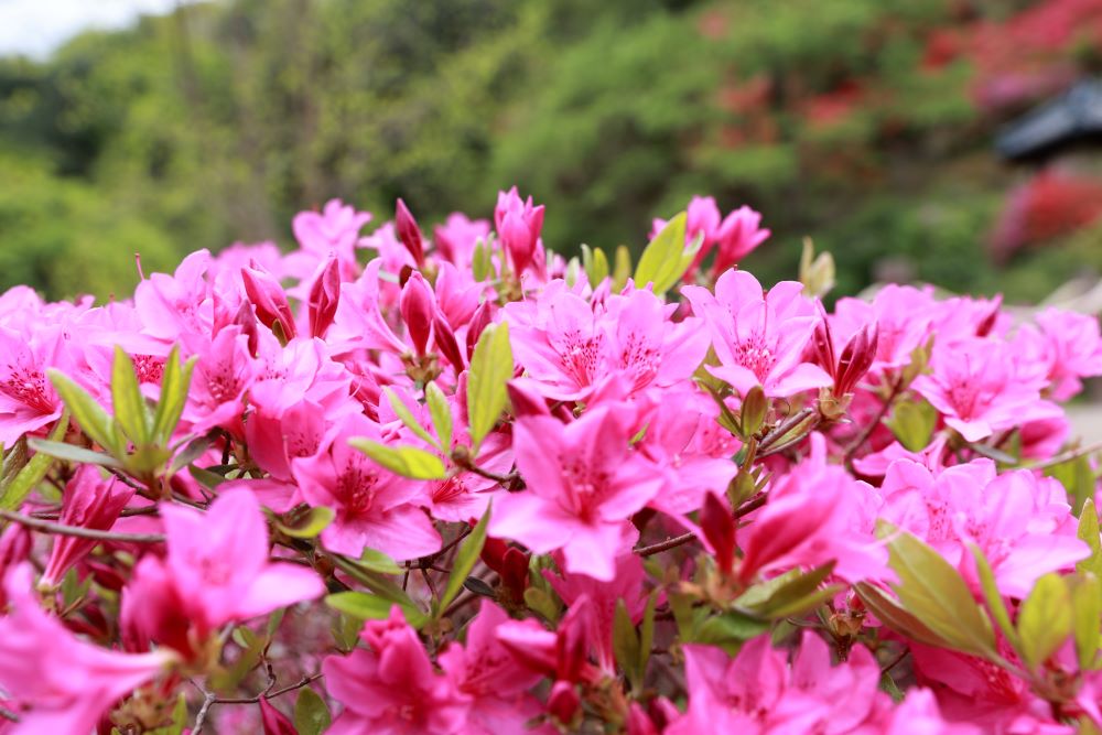 침묵과 알림(왕하 7:9)