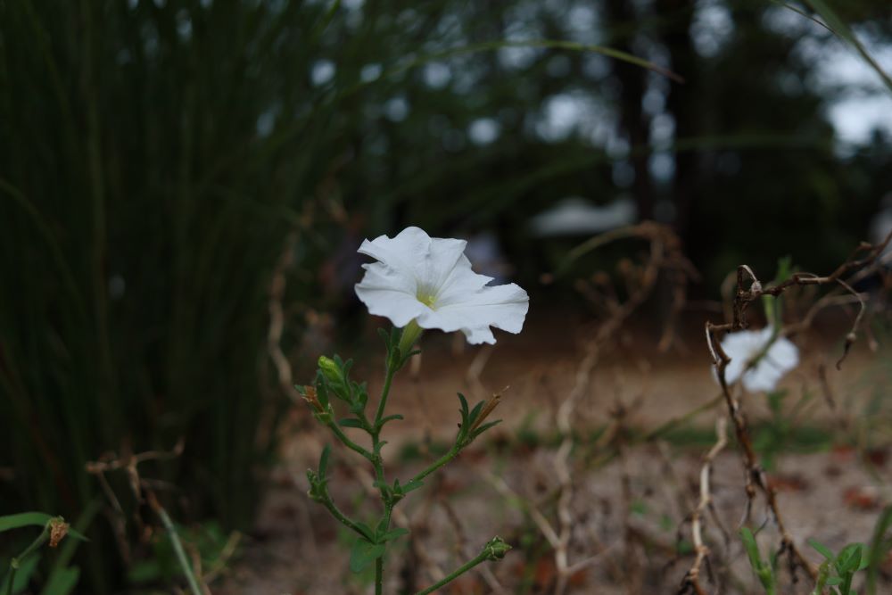 마땅이 죽을 자라(삼하 12:5)