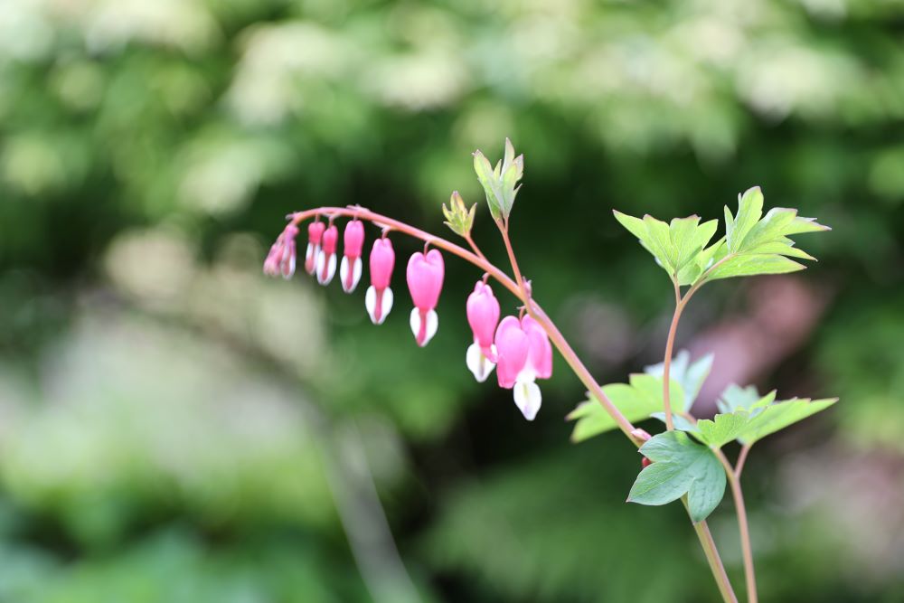그저 따라가기만 한 사람들(삼하 15:11)