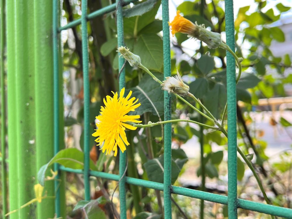 세속화의 유혹 (단 1:4-5)