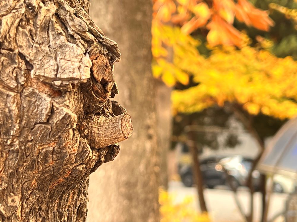 지혜자와 우매자의 죽음이 일반이라(전 2:16)