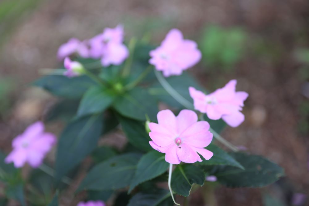 지혜 있는 자 (단 12:3)