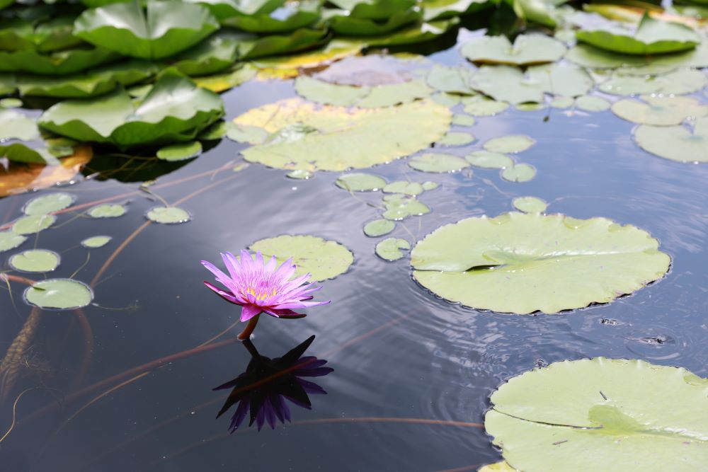 뜻을 정하여 (단 1:8)