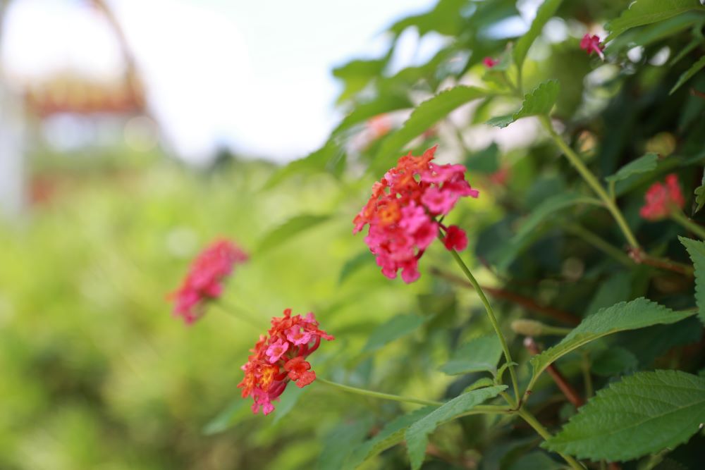 꿈과 그 해석을 알게 하라(단 2:5)