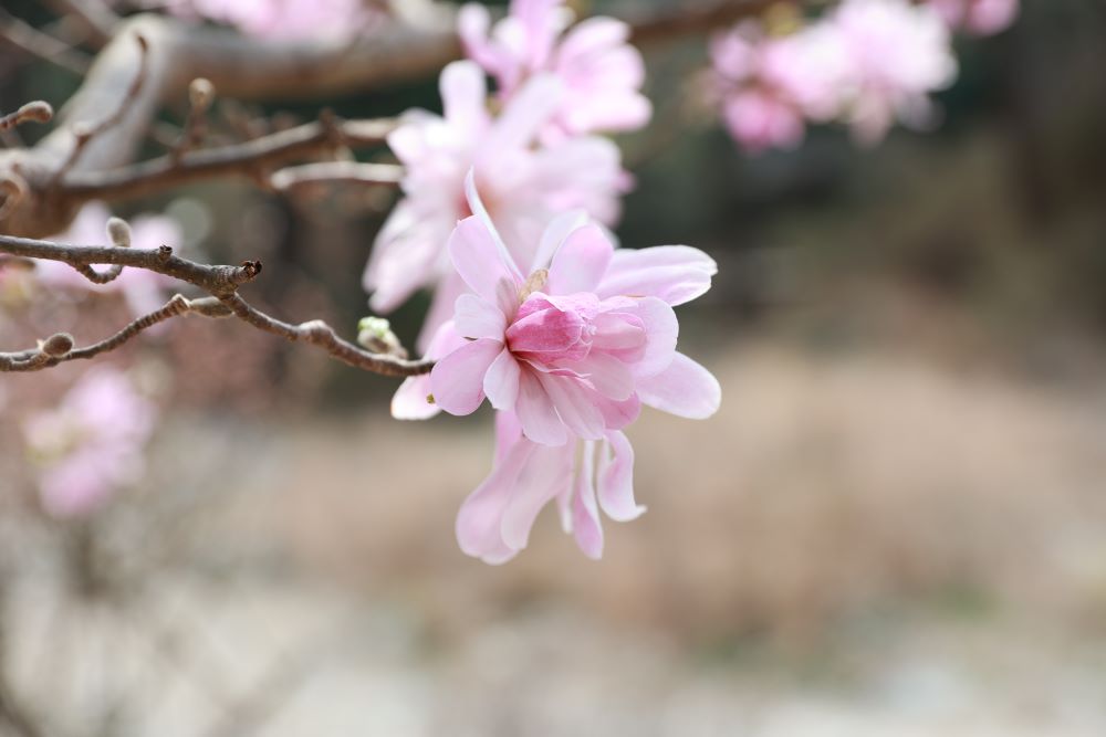 하늘의 순찰자 (단 4:13)