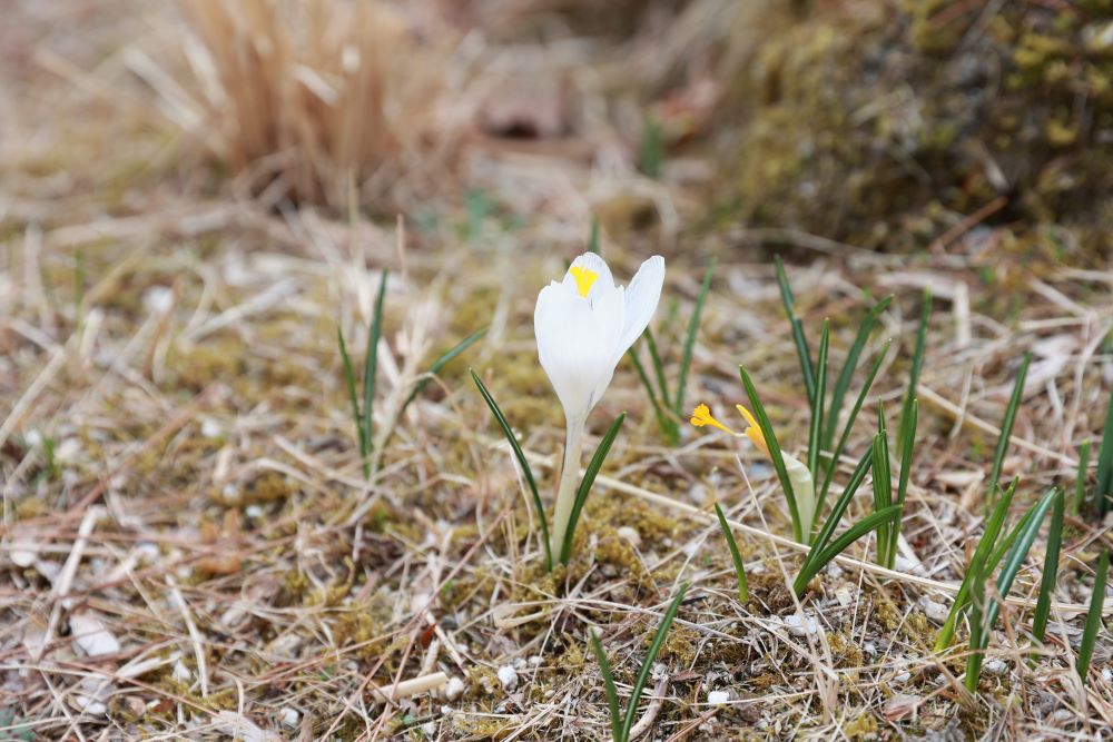 풀무 불 (단 3:19)