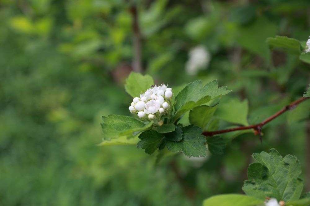 나의 하나님(단 6:22)