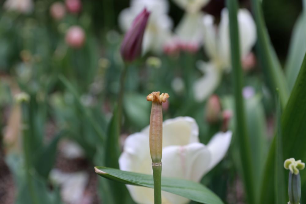 이천삼백 주야까지니(단8:14)
