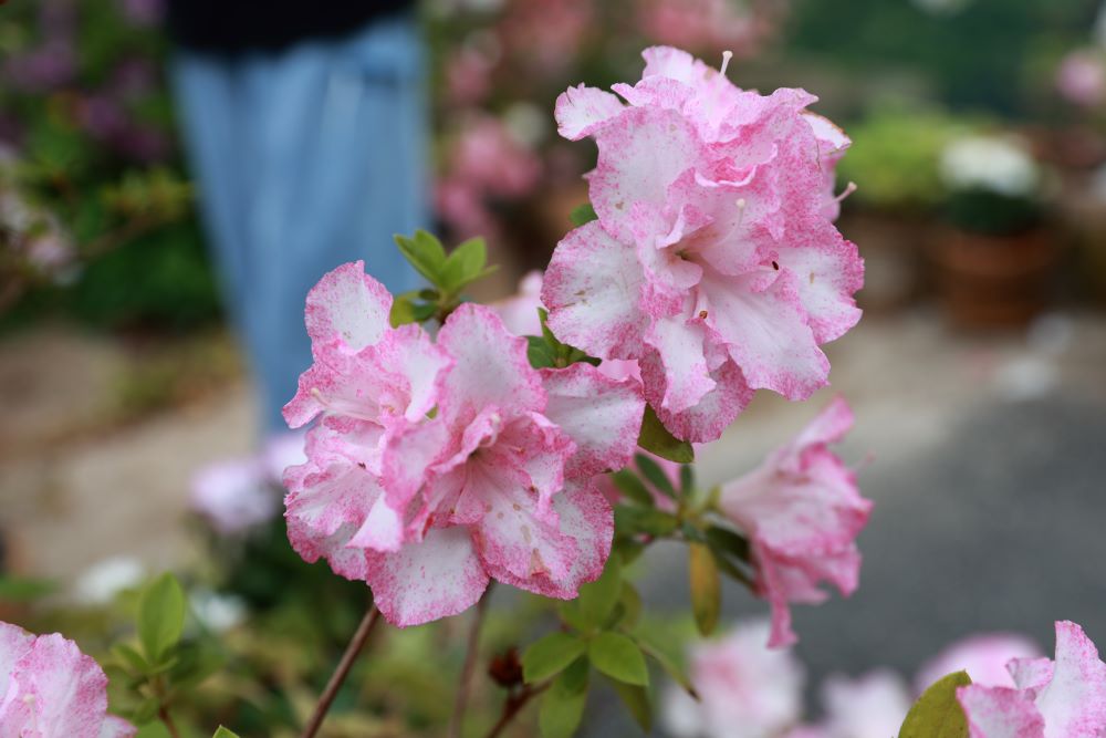 때가 이르매 (단 7:22)