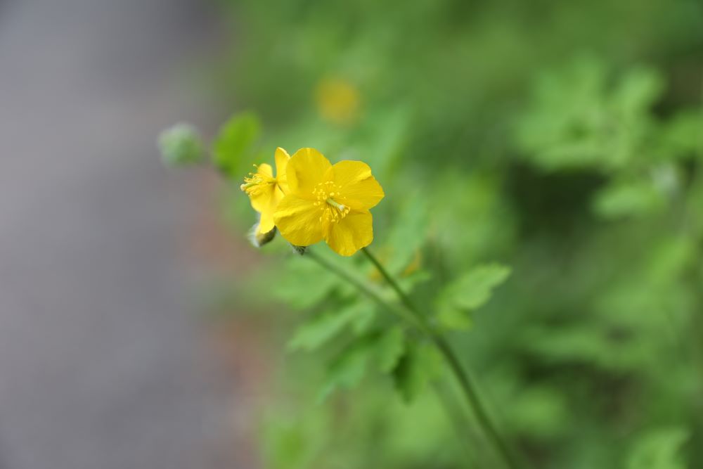 하나님을 아는 백성(단 11:32)