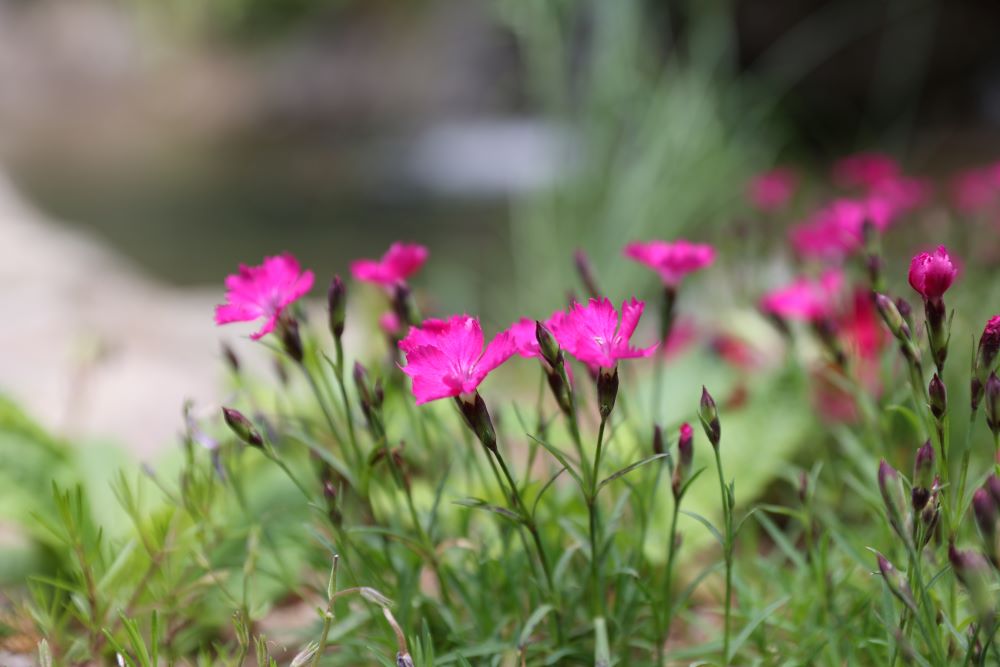 깊이 잠들매(단 8:18)