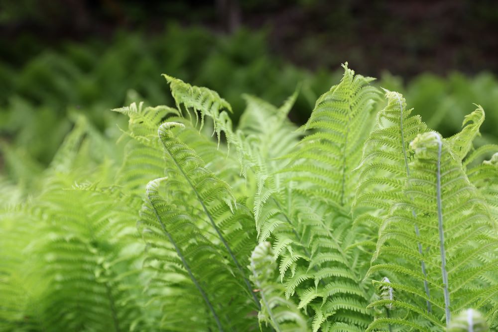 자기 마음대로 행하리니(단 11:16)