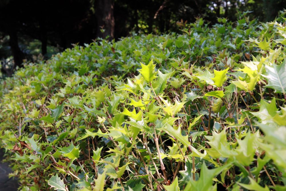 참소하니라(단 3:8)