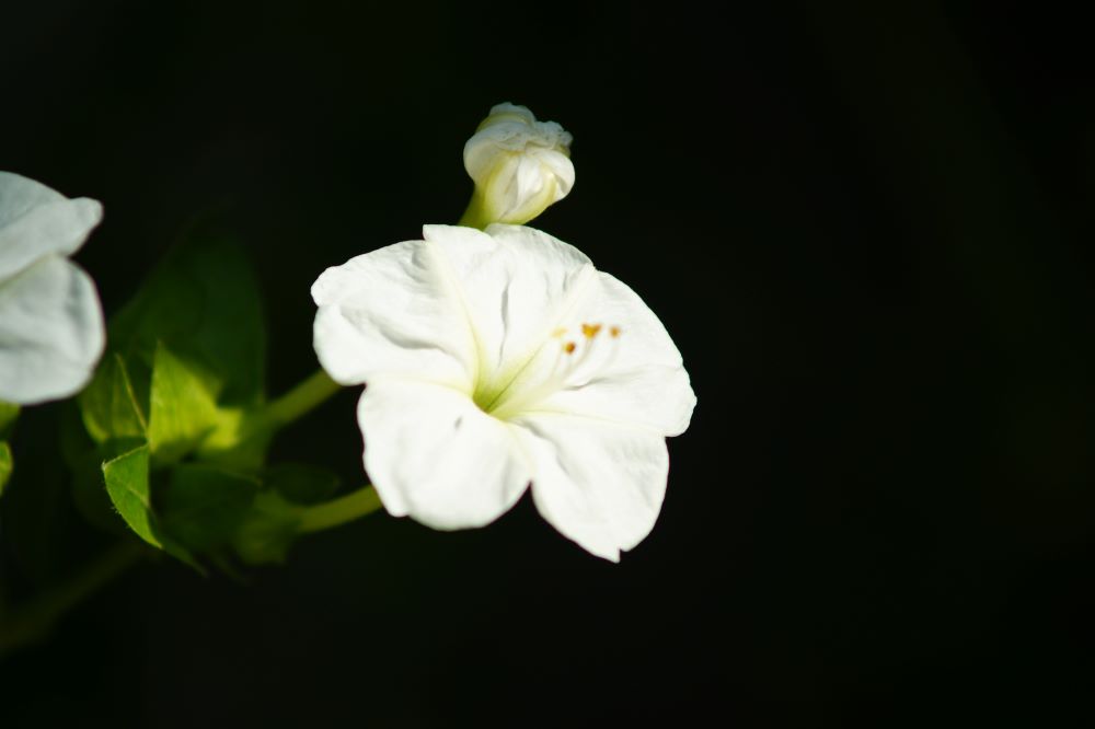 행함과 진실함(요일 3:18)
